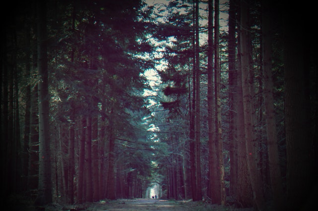 cesta jehličnatým lesem